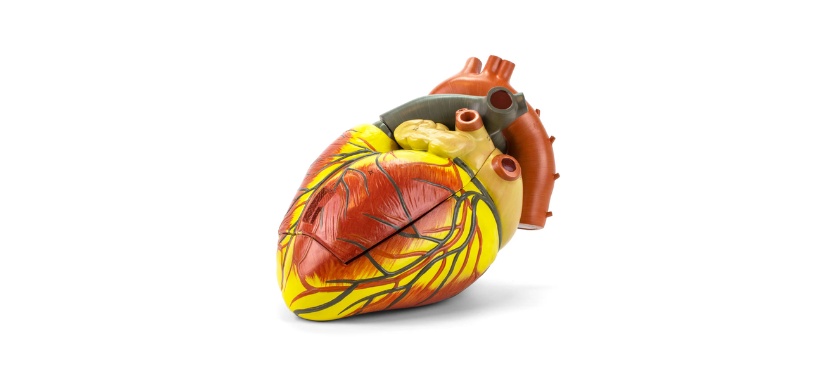 Heart Model 22223.png Κανένα σετ εικόνων